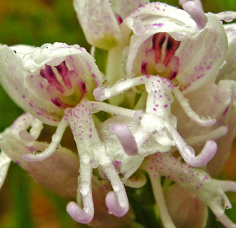 Orchidee del Chianti 2009